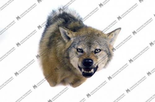wolf_6